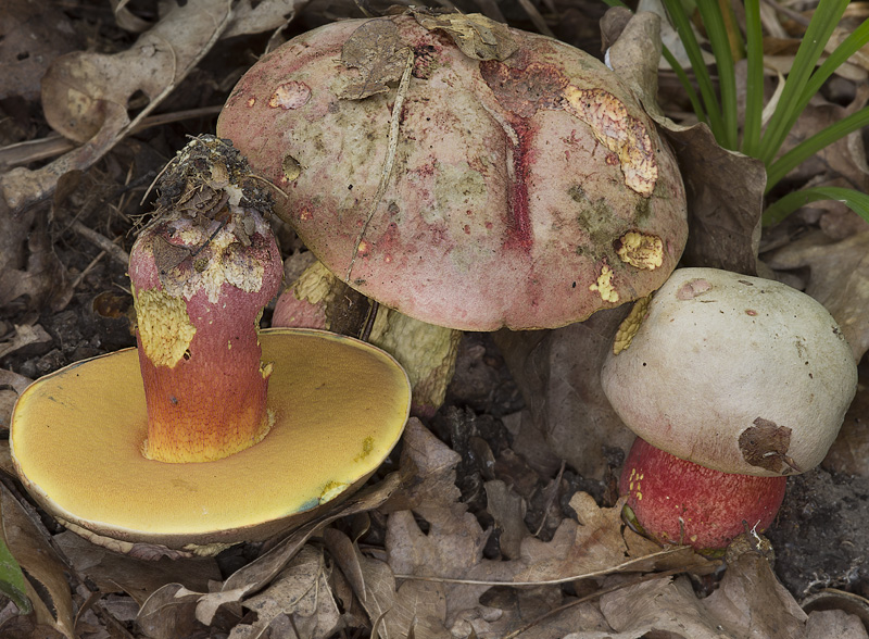 Boletus legaliae